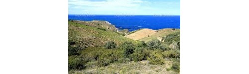 Collioure